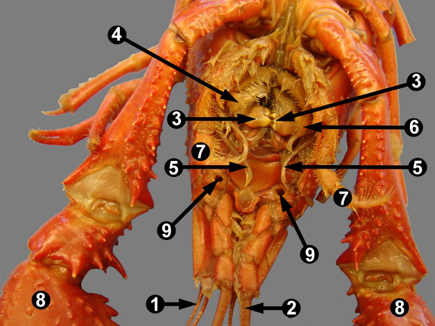Crayfish Dissection